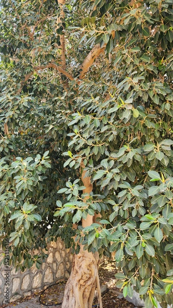 Fototapeta Ficus rubiginosa, the Illawarra Fig, is a large, evergreen Australian tree known for its glossy, rust-colored undersides on leaves, aerial roots, and significant shade provision