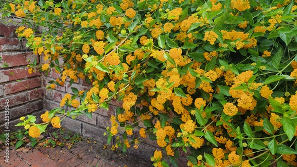 Fototapeta A vibrant, heat-loving shrub, yellow blooming Lantana camara attracts pollinators with its aromatic, clustered flowers, thriving in full sun and well-drained soil.