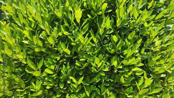 Fototapeta Fresh leaves of Bay Laurel (Laurus nobilis) are aromatic, dark green, and oval, widely prized for their distinct, savory flavor in Mediterranean cuisine and traditional uses.