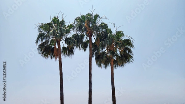 Fototapeta Palm trees on a Mediterranean beach symbolize the warm climate, providing shade and a subtropical ambiance.