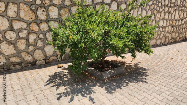 Fototapeta Myrtus communis, the Myrtle bush, is an aromatic evergreen shrub with glossy leaves, fragrant white flowers, and purplish-black berries, iconic in Mediterranean landscapes.