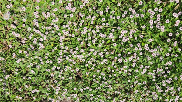 Fototapeta As a nature background, Phyla nodiflora, or Frogfruit, is a low-growing groundcover with small white-to-pink flowers, highly beneficial for pollinators and excellent for drought-tolerant landscapes