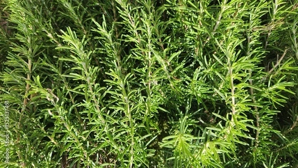 Fototapeta Salvia rosmarinus, or Rosemary, is a fragrant, evergreen herb with needle-like leaves and small blue flowers, widely used in cooking, aromatherapy, and as an ornamental shrub.