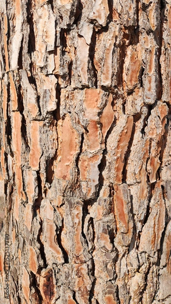 Fototapeta Deeply fissured and rugged texture of a Stone Pine's bark, characterized by its mosaic of reddish-brown and grayish tones.