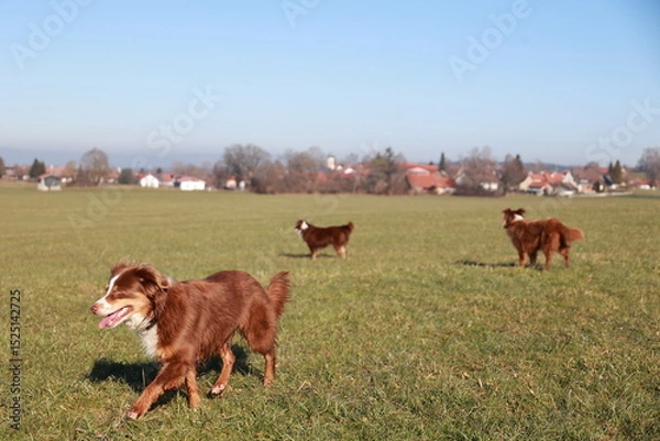 Obraz Three dogs are running in a field