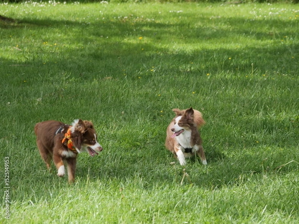 Obraz Two dogs are playing in a grassy field