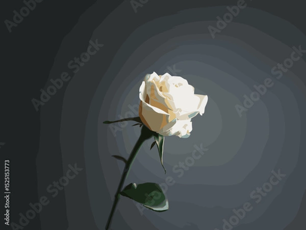 Fototapeta White rose vector on gray background