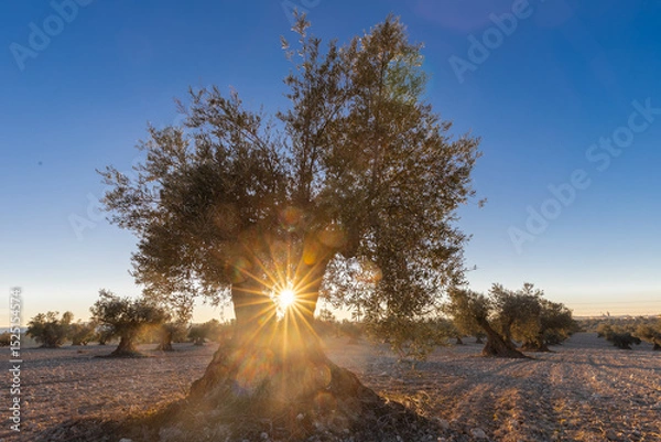Fototapeta beautiful sunset over the cultivated farmland in centre of Spain with fields full of olive trees which will be ready to harvest in a couple of months time to be used to produce olive oil for export