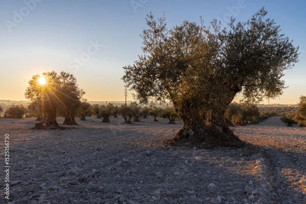 Fototapeta beautiful sunset over the cultivated farmland in centre of Spain with fields full of olive trees which will be ready to harvest in a couple of months time to be used to produce olive oil for export