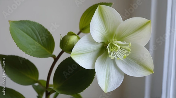 Fototapeta Gentle Hellebore flower in my house. Helleborus.