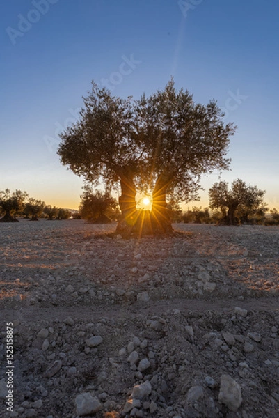 Fototapeta beautiful sunset over the cultivated farmland in centre of Spain with fields full of olive trees which will be ready to harvest in a couple of months time to be used to produce olive oil for export