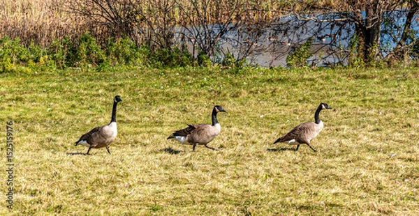 Obraz Three Canada geese walking in a row across a grassy field near a pond in Ontario, Canada. A vibrant autumn nature scene showcasing typical Canadian wildlife.