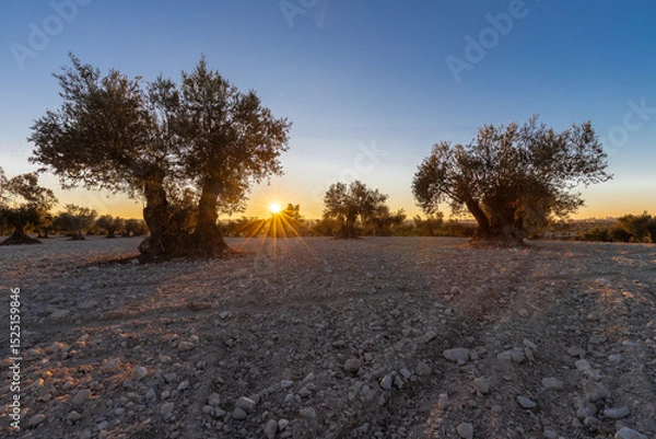 Fototapeta beautiful sunset over the cultivated farmland in centre of Spain with fields full of olive trees which will be ready to harvest in a couple of months time to be used to produce olive oil for export