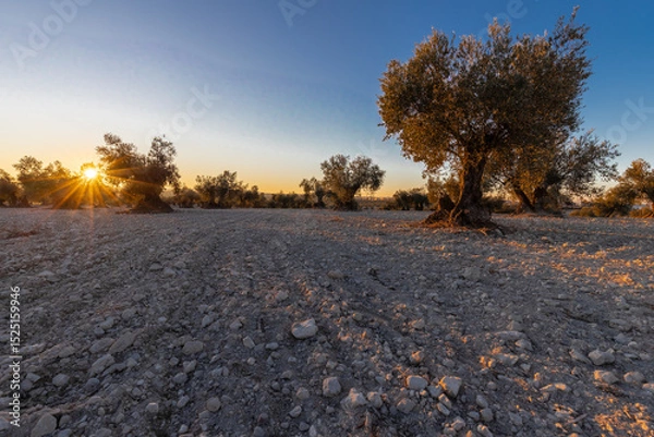Fototapeta beautiful sunset over the cultivated farmland in centre of Spain with fields full of olive trees which will be ready to harvest in a couple of months time to be used to produce olive oil for export