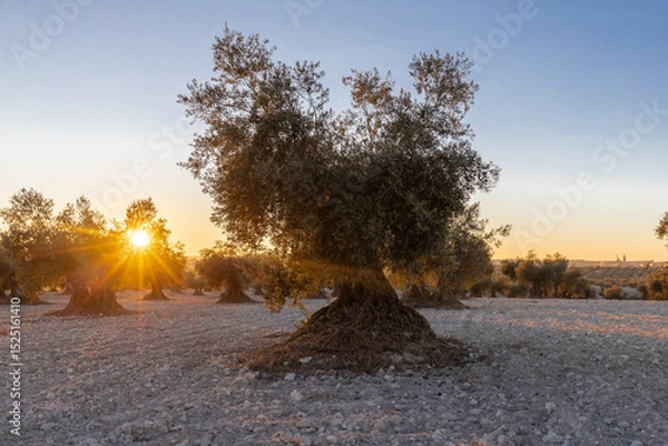 Fototapeta beautiful sunset over the cultivated farmland in centre of Spain with fields full of olive trees which will be ready to harvest in a couple of months time to be used to produce olive oil for export