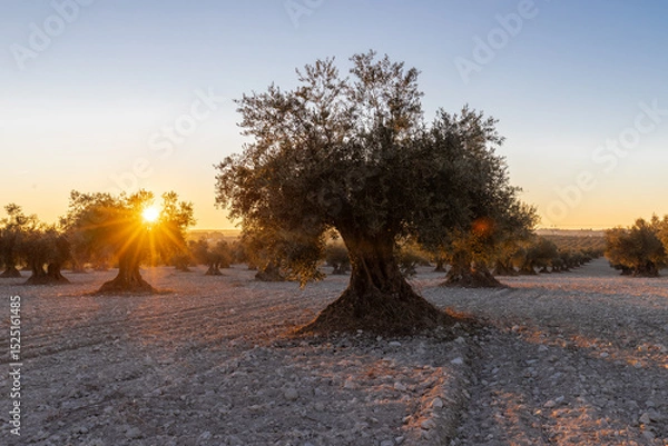 Fototapeta beautiful sunset over the cultivated farmland in centre of Spain with fields full of olive trees which will be ready to harvest in a couple of months time to be used to produce olive oil for export
