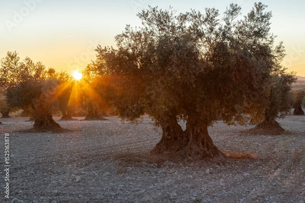 Fototapeta beautiful sunset over the cultivated farmland in centre of Spain with fields full of olive trees which will be ready to harvest in a couple of months time to be used to produce olive oil for export