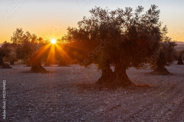 Fototapeta beautiful sunset over the cultivated farmland in centre of Spain with fields full of olive trees which will be ready to harvest in a couple of months time to be used to produce olive oil for export