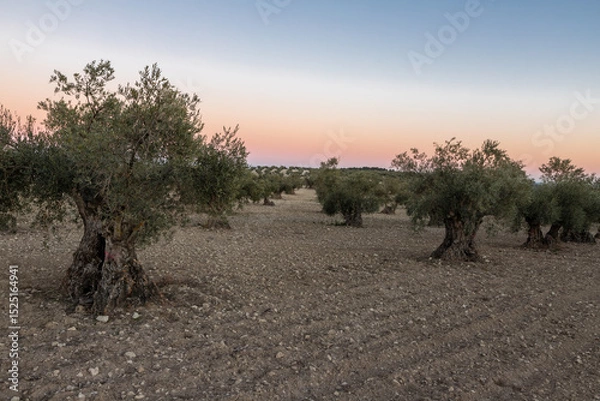 Fototapeta beautiful sunset over the cultivated farmland in centre of Spain with fields full of olive trees which will be ready to harvest in a couple of months time to be used to produce olive oil for export