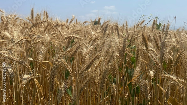 Fototapeta Golden Wheat Grains in Harvest Season Under Sunlight Representing Agriculture, Rural Abundance, Natural Texture and Farming Abundance at its Peak