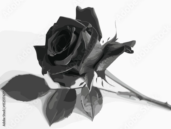 Fototapeta Black rose, vector, white background