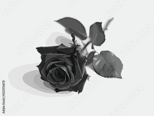 Fototapeta Black rose, vector, white background