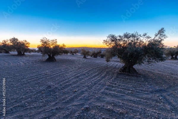 Fototapeta beautiful sunrise over the cultivated farmland in centre of Spain with fields full of olive trees which will be ready to harvest in a couple of months time to be used to produce olive oil for export