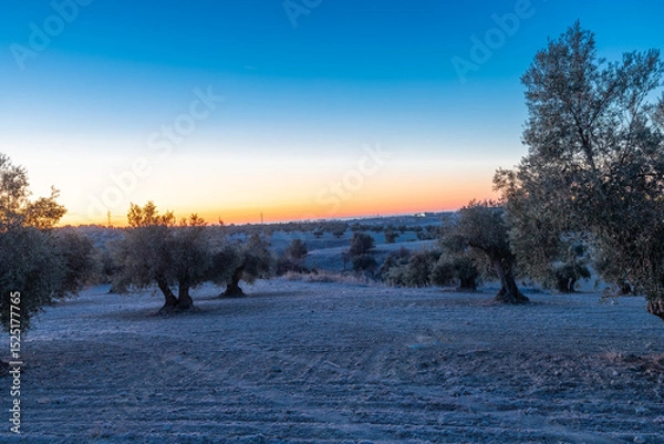 Fototapeta beautiful sunrise over the cultivated farmland in centre of Spain with fields full of olive trees which will be ready to harvest in a couple of months time to be used to produce olive oil for export