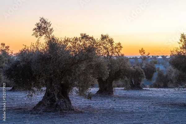 Fototapeta beautiful sunrise over the cultivated farmland in centre of Spain with fields full of olive trees which will be ready to harvest in a couple of months time to be used to produce olive oil for export