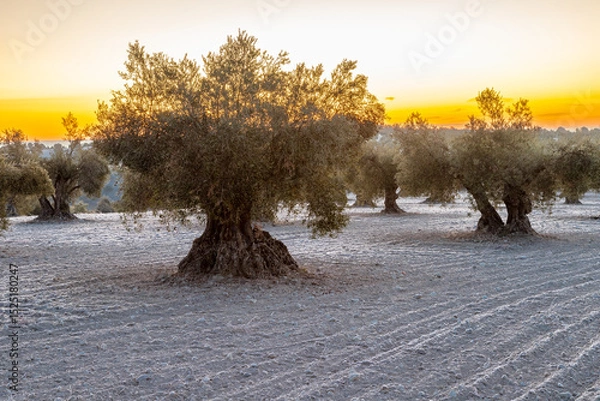 Fototapeta beautiful sunrise over the cultivated farmland in centre of Spain with fields full of olive trees which will be ready to harvest in a couple of months time to be used to produce olive oil for export