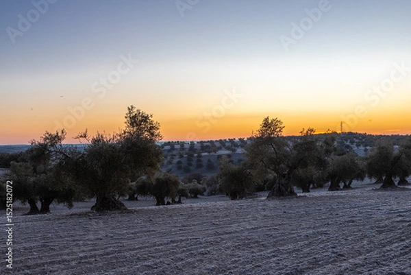 Fototapeta beautiful sunrise over the cultivated farmland in centre of Spain with fields full of olive trees which will be ready to harvest in a couple of months time to be used to produce olive oil for export
