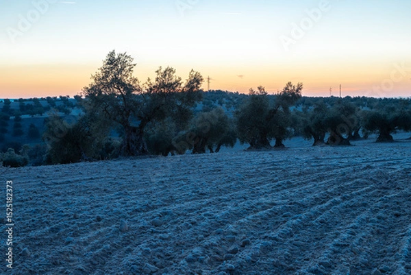 Fototapeta beautiful sunrise over the cultivated farmland in centre of Spain with fields full of olive trees which will be ready to harvest in a couple of months time to be used to produce olive oil for export