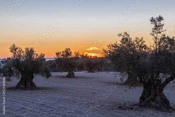 Fototapeta beautiful sunrise over the cultivated farmland in centre of Spain with fields full of olive trees which will be ready to harvest in a couple of months time to be used to produce olive oil for export