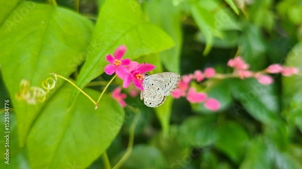 Obraz Brown butterfly sucks nectar from the pollen of a Mexican Creeper or Corallita flower. The grey butterfly has brown spots on both wings. Flowers and small butterfly on a blur green leaf background.
