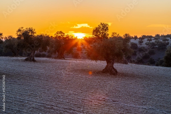 Fototapeta beautiful sunrise over the cultivated farmland in centre of Spain with fields full of olive trees which will be ready to harvest in a couple of months time to be used to produce olive oil for export