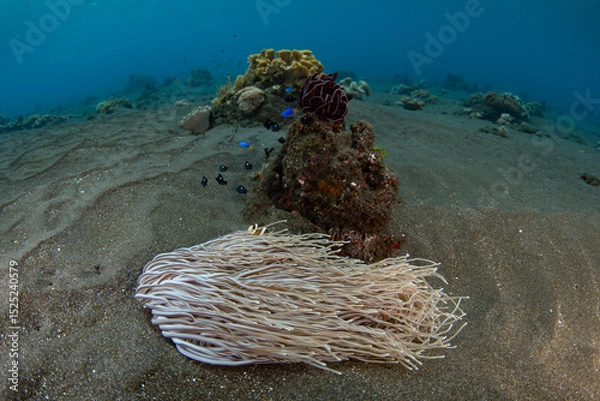 Obraz Clark's anemonefish, Amphiprion clarkii, swim near the protective tentacles of their host anemone on a black sand seafloor near Flores, Indonesia. These anemonefish are quite common.