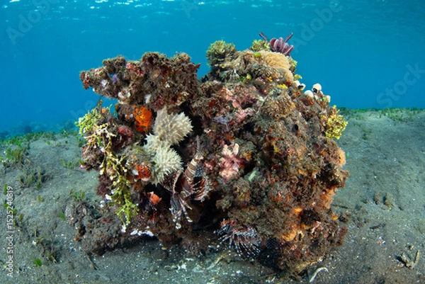 Obraz A bommie full of corals, other invertebrates, and fish grows on a shallow slope in Alor, Indonesia. This region harbors spectacular marine biodiversity and is a popular destination for divers.