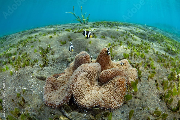 Obraz Saddleback anemonefish, Amphiprion polymnus, swim near the protective tentacles of their host anemone on a black sand seafloor near Flores, Indonesia. These anemonefish are quite aggressive.