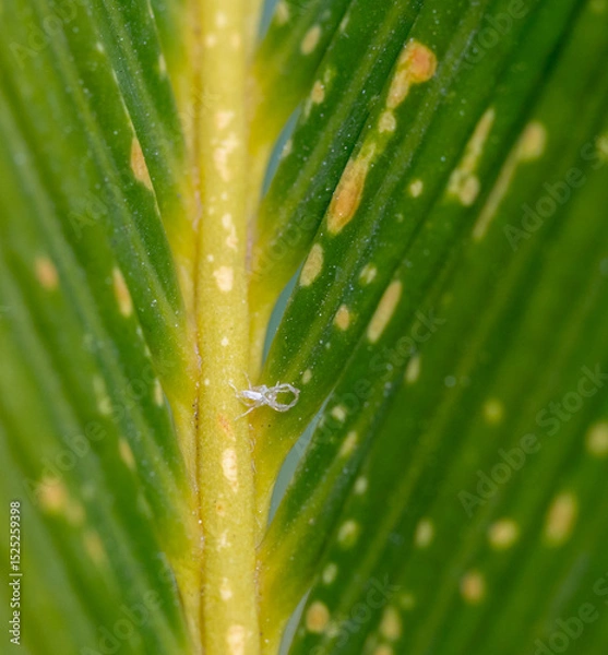 Fototapeta White mealybug crawling on cycad leaf showing fungal infection symptoms