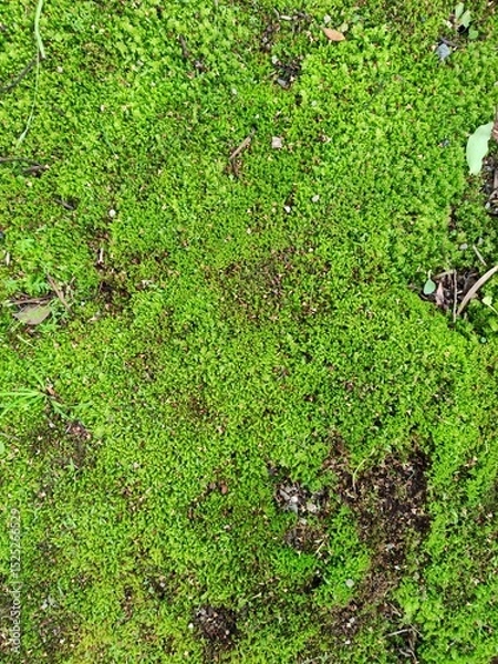 Fototapeta Close Up Photo of Ground with Moss.