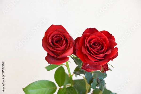 Fototapeta 赤い薔薇