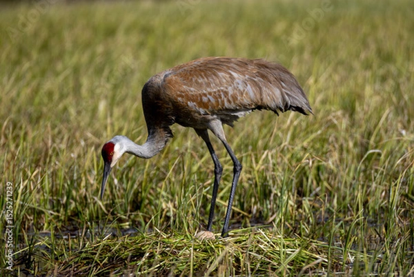 Fototapeta Sandhill Crane at a Nest in a Wyoming Pond in Springtime