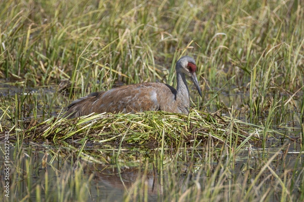 Fototapeta Sandhill Crane at a Nest in a Wyoming Pond in Springtime