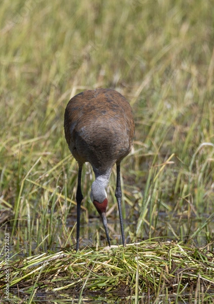 Fototapeta Sandhill Crane at a Nest in a Wyoming Pond in Springtime