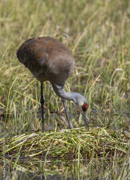 Fototapeta Sandhill Crane at a Nest in a Wyoming Pond in Springtime
