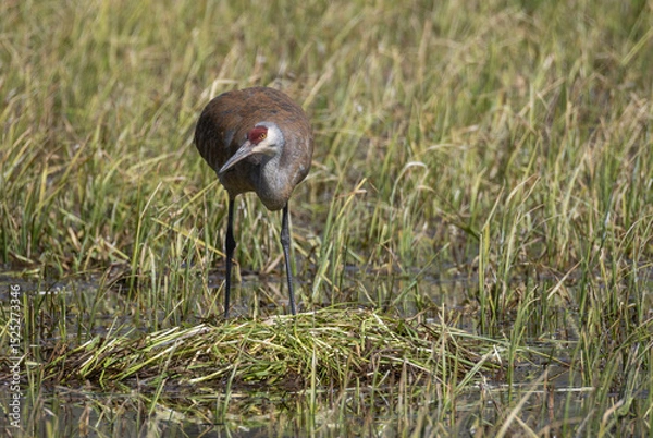 Fototapeta Sandhill Crane at a Nest in a Wyoming Pond in Springtime