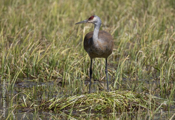 Fototapeta Sandhill Crane at a Nest in a Wyoming Pond in Springtime
