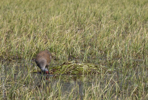 Fototapeta Sandhill Crane at a Nest in a Wyoming Pond in Springtime