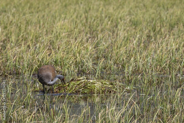 Fototapeta Sandhill Crane at a Nest in a Wyoming Pond in Springtime