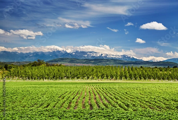Obraz Bulgarian landscape with fields and mountains